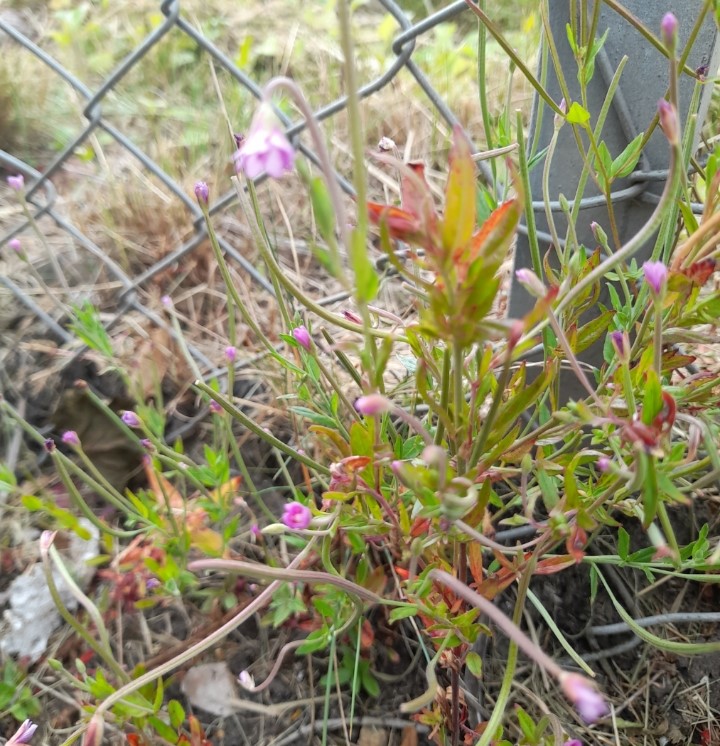 A willowherb with reddish leaves and small purple flowers, against a chainlink fence