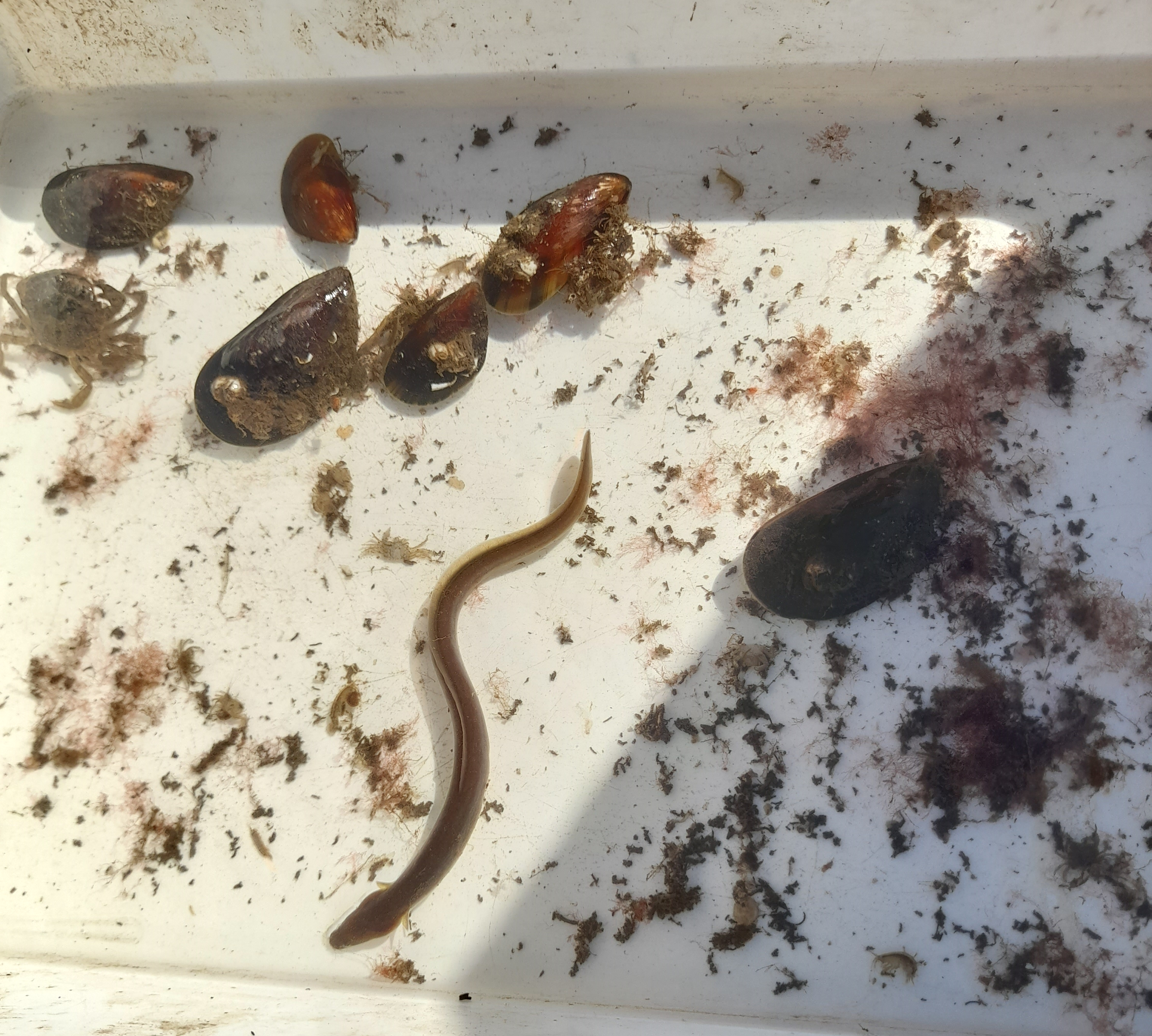 A top-down image of a biodiversity tray, featuring mussels, a crab, and a European eel